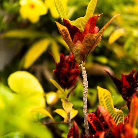 Laurisilva 别墅 绍萨尔