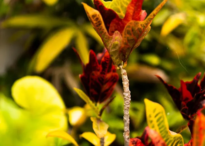 Laurisilva فيلة ساوزال