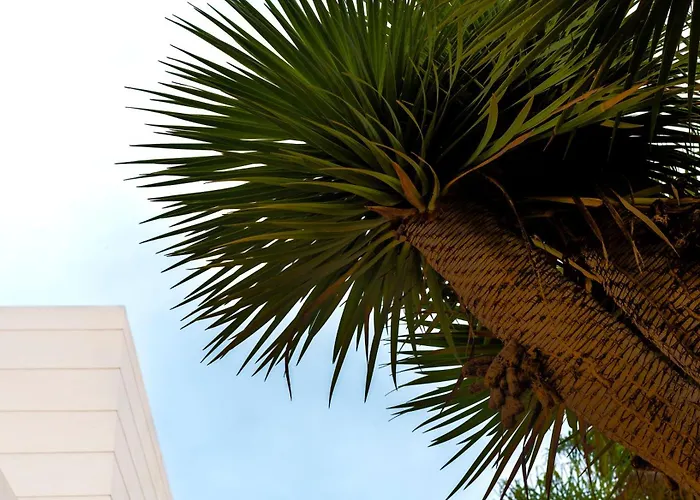 Laurisilva Vila Sauzal